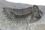 Bug-Eyed Coltraneia Trilobite Fossil - Top Quality Specimen #301716-2